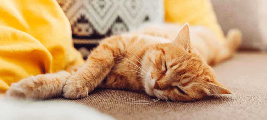 Cat Microchipping