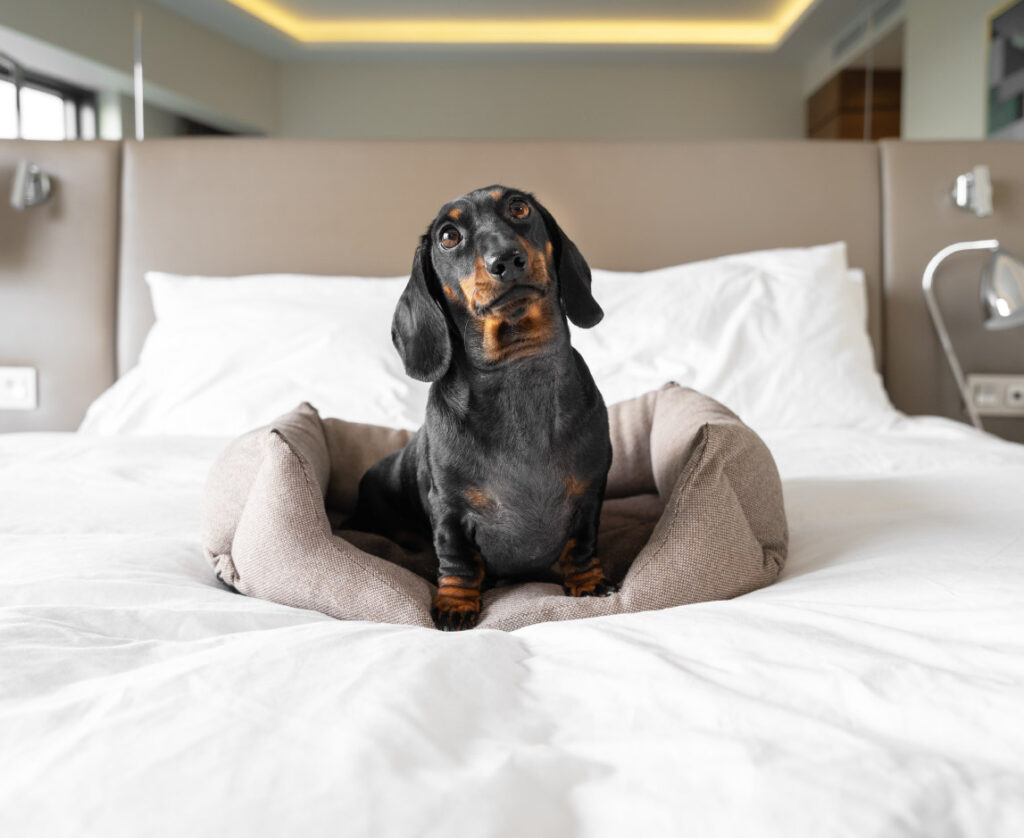 Best Pet-Friendly Hotels RAWZ BlogImage July14