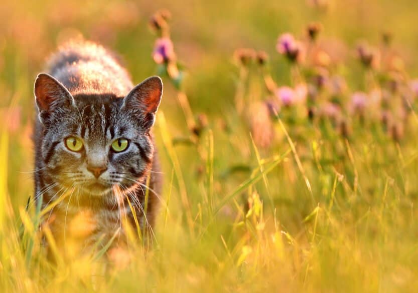 Why Your Cat is an Obligate Carnivore