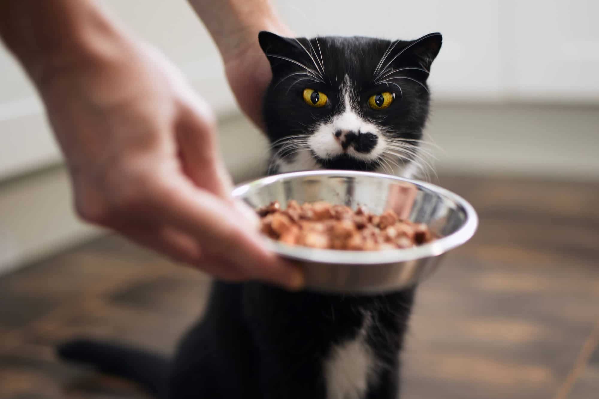 How much protein does a cat need?