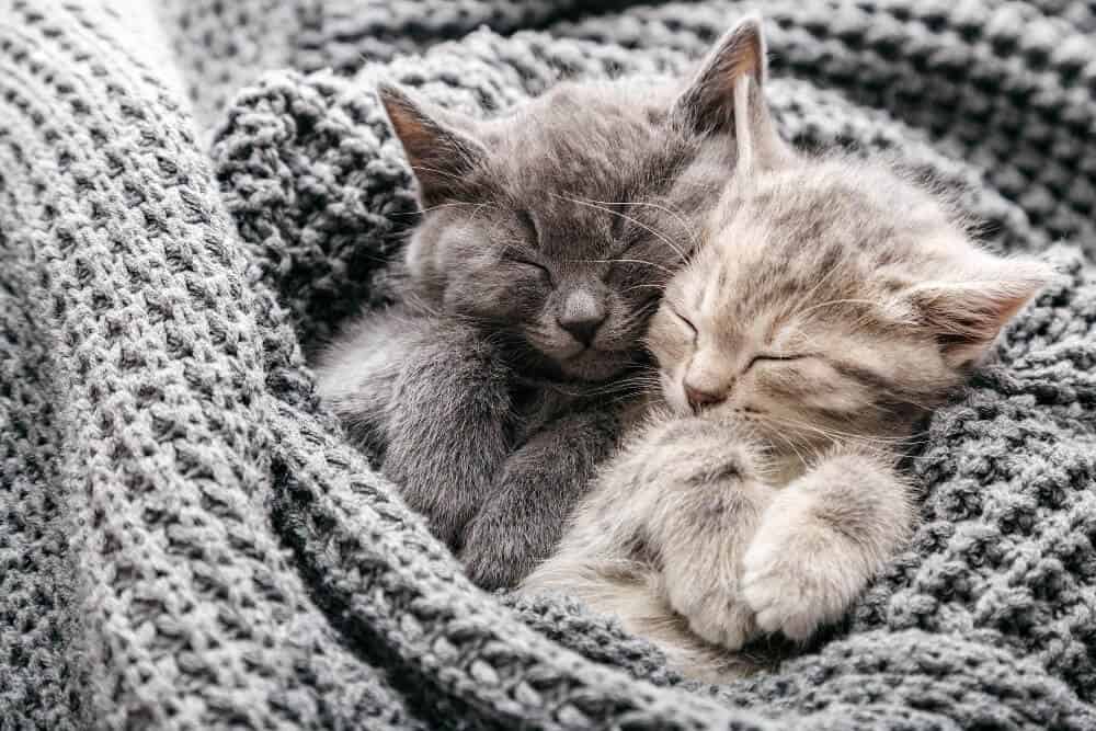kitten nutrition 101