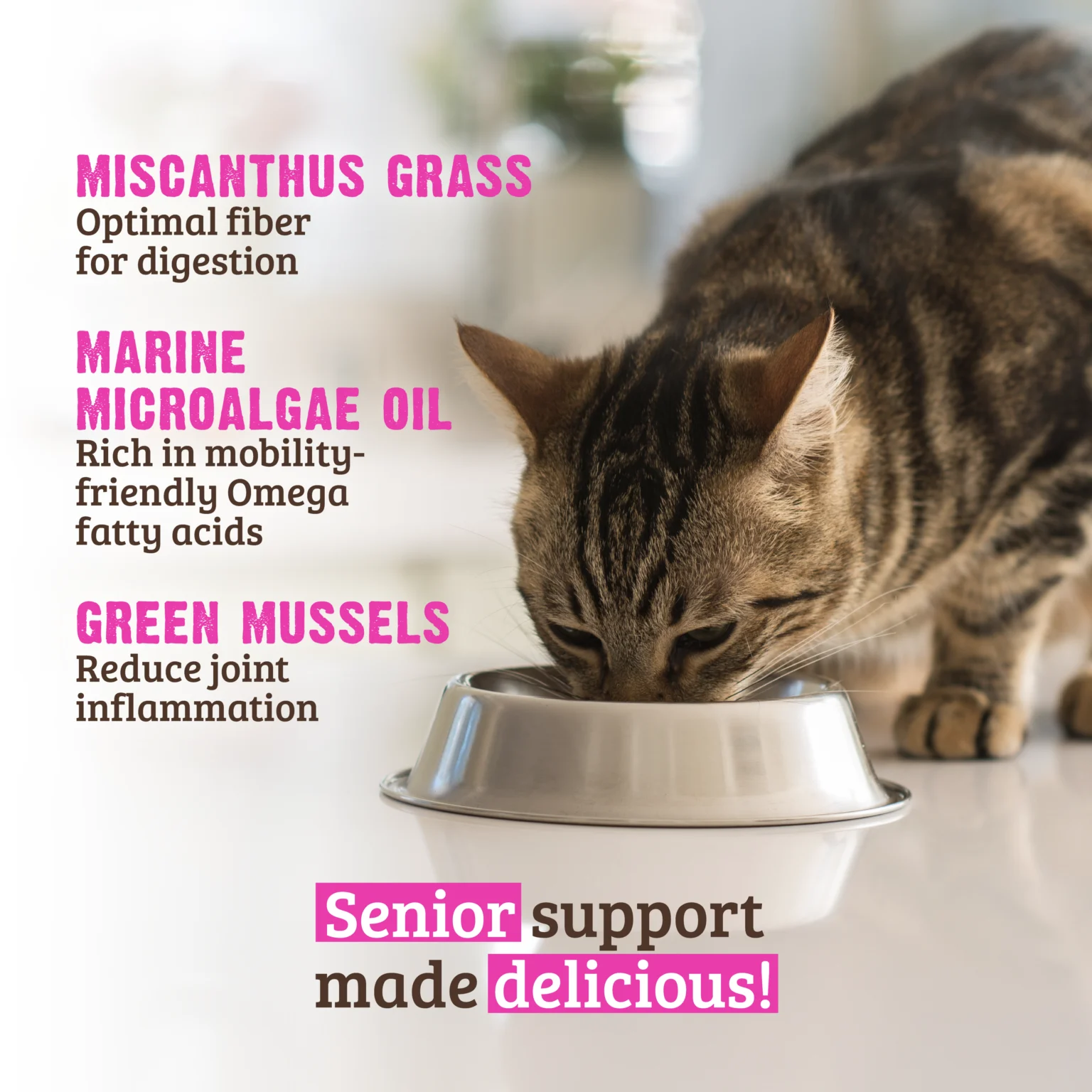 RAWZ_WebsiteCarousel_Cat_Senior_Chicken,Mussels&Pumpkin_LIFESTYLE