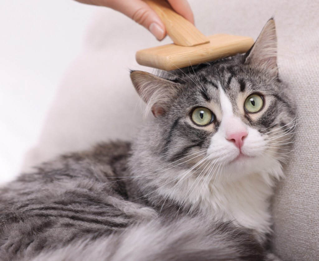 Cat Shedding Season