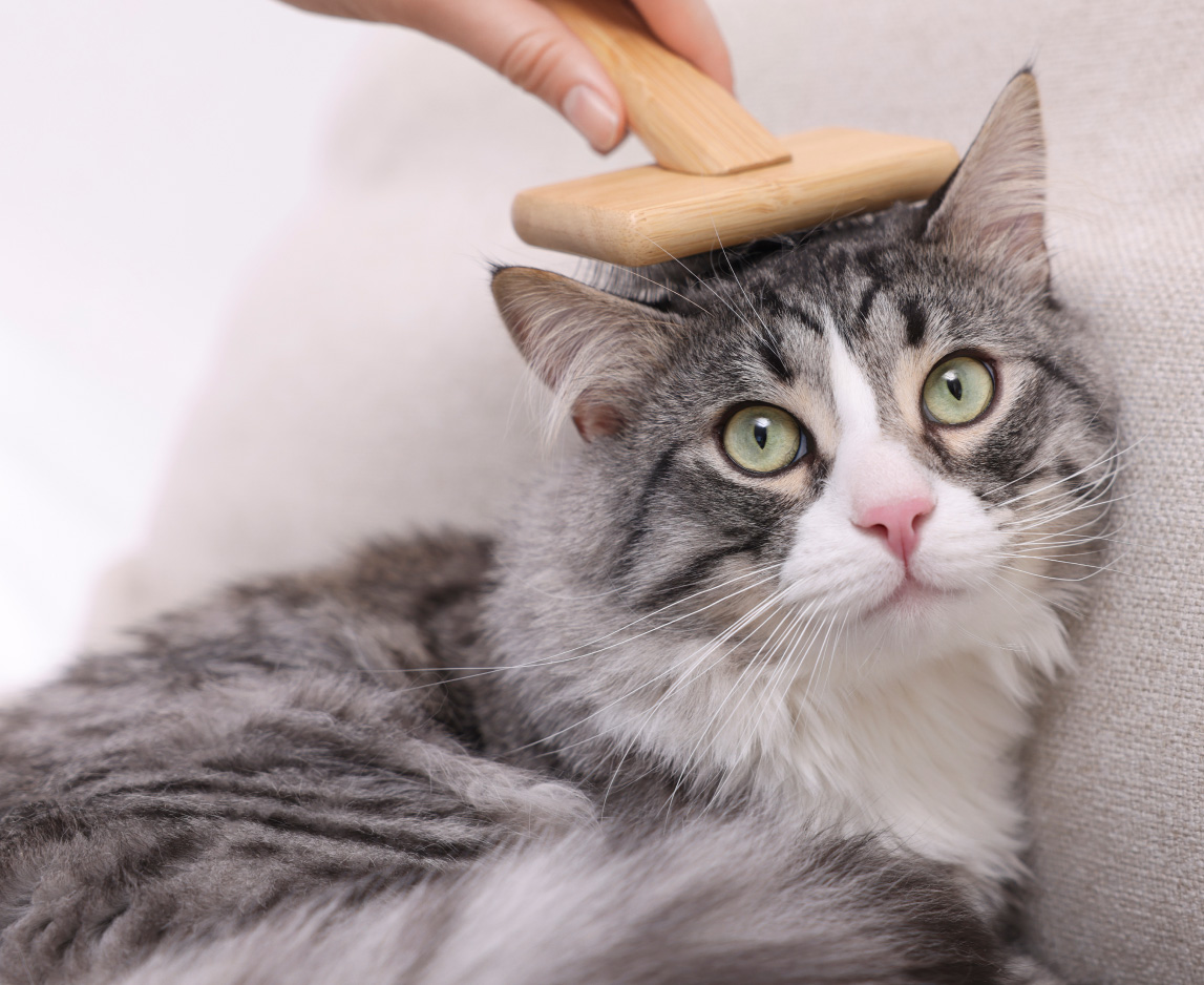 Cat Shedding Season