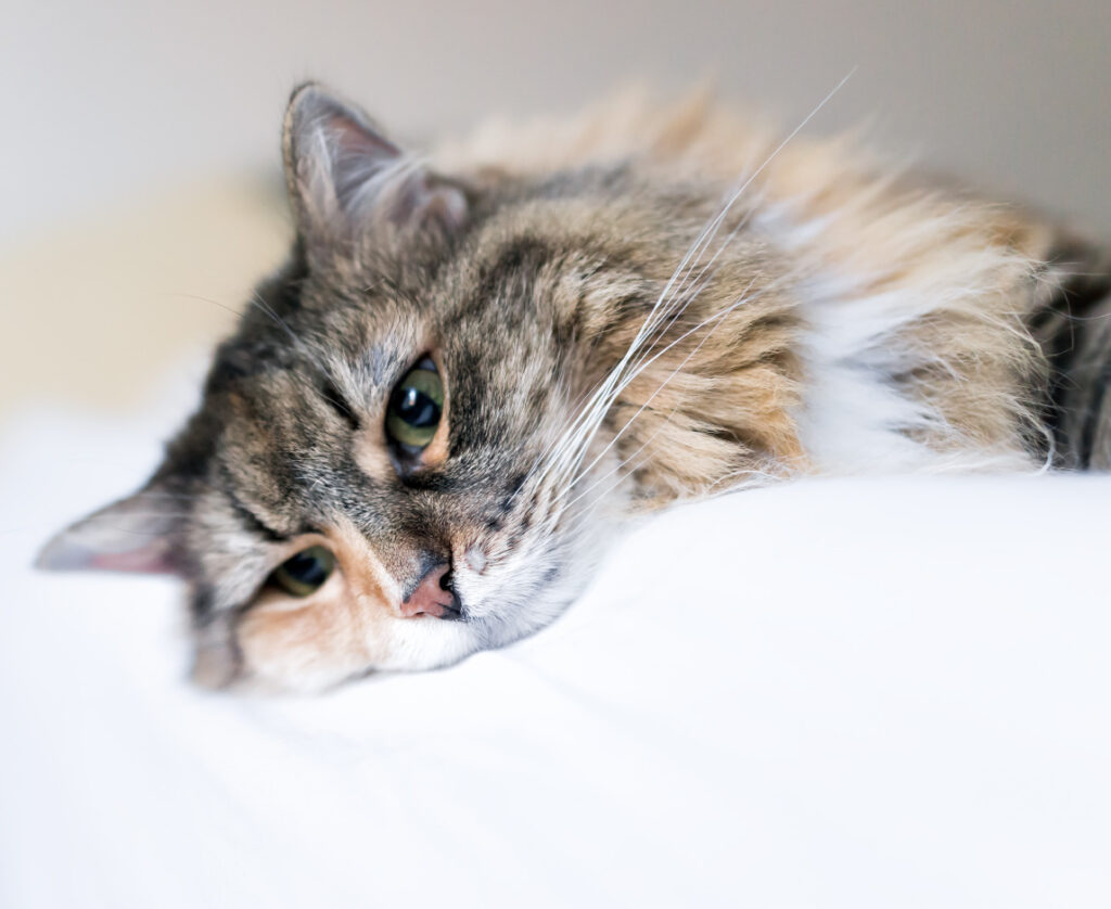 does my cat get lonely