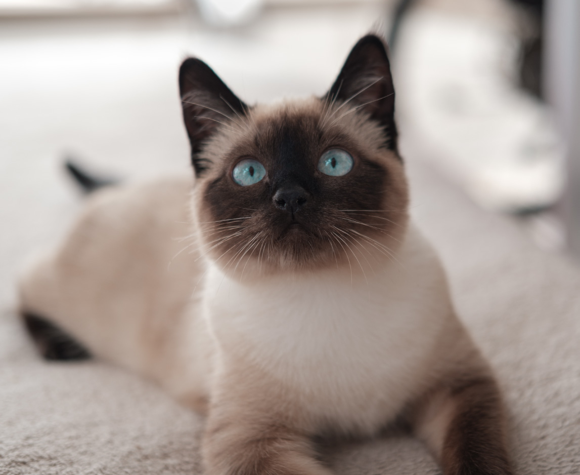 Siamese Cats