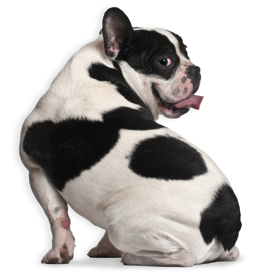 RAWZ Web SmallDog Frenchie